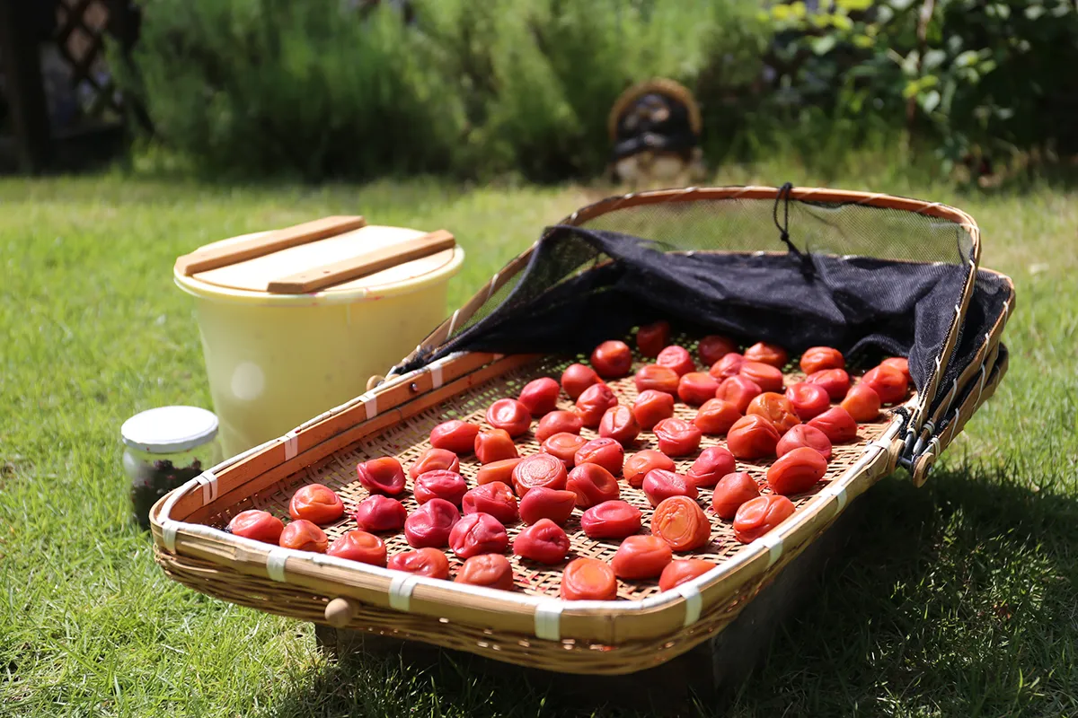 梅干し